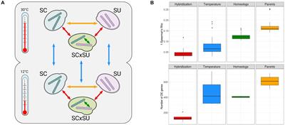 <mark class="highlighted">Integrative Omics Analysis</mark> Reveals a Limited Transcriptional Shock After Yeast Interspecies Hybridization